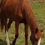 度假居 Familial Sur Ferme Equestre Pres De Montlucon - Fr-1-489-431 *