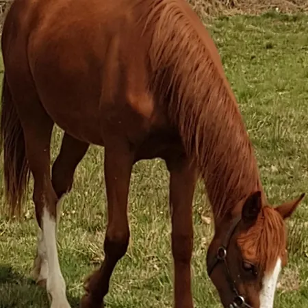 Dom wakacyjny Familial Sur Ferme Equestre Pres De Montlucon - Fr-1-489-431 *