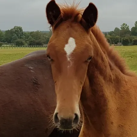 Familial Sur Ferme Equestre Pres De Montlucon - Fr-1-489-431