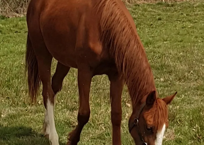 Prázdninový dům Familial Sur Ferme Equestre Pres De Montlucon - Fr-1-489-431 *