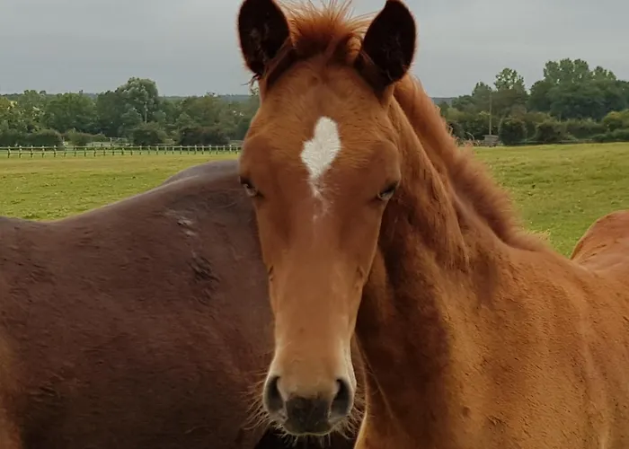 Familial Sur Ferme Equestre Pres De Montlucon - Fr-1-489-431